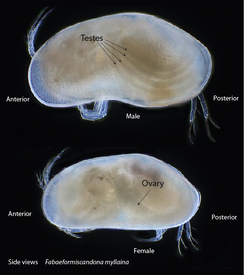 The ostracod carapace