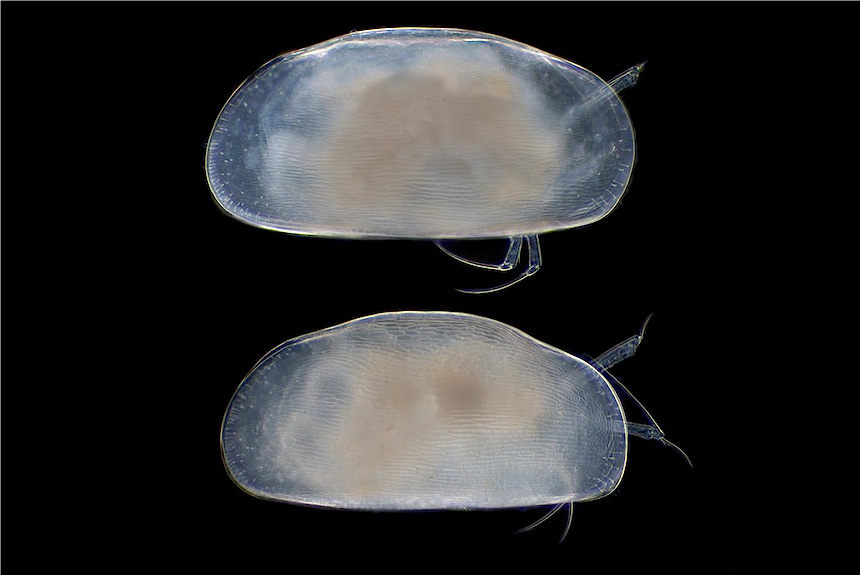<i>Undulacandona spinula</i>, left side views male (top) and female, length 0.7 mm. It lives in the groundwater below Otsu City and was discovered in a domestic well in 2007. The groundwater ostracods of most parts of the world remain very poorly studied. 