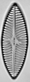 琵琶湖博物館 WEB図鑑「珪藻」：<i>Navicula upsaliensis</i> (Grunow 