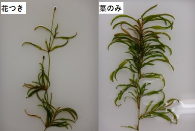 沈水植物の「サンネンモ」