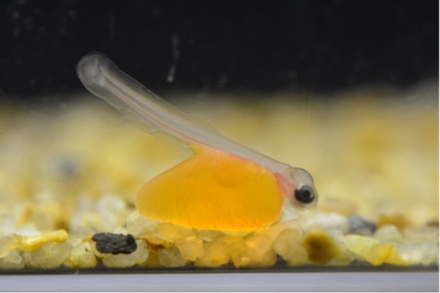 水族トピック展示 見たことありますか？ビワマスの赤ちゃん！