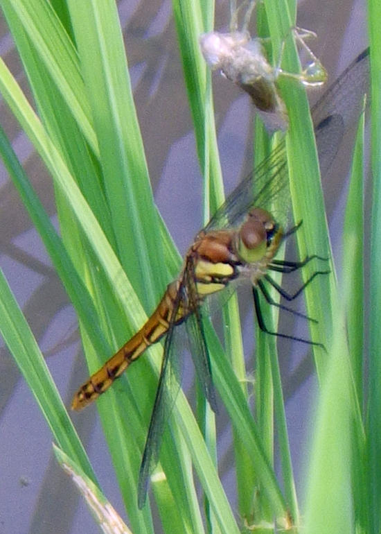 水田生物研究会アキアカネ.jpg