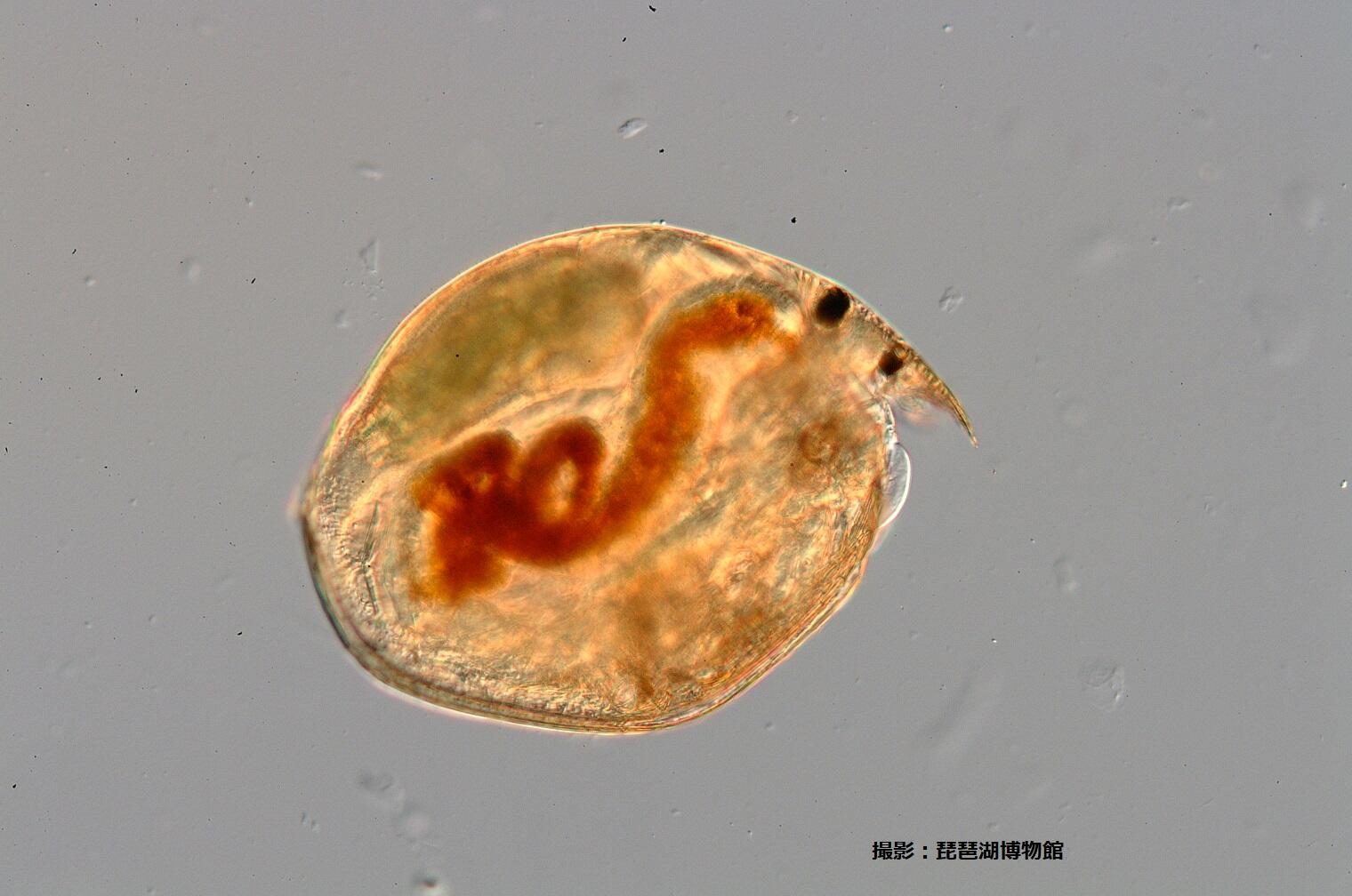 ミクロの世界へ 滋賀県立琵琶湖博物館