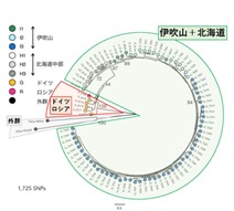 図３_ゲノムワイド多型解析による系統樹.jpg