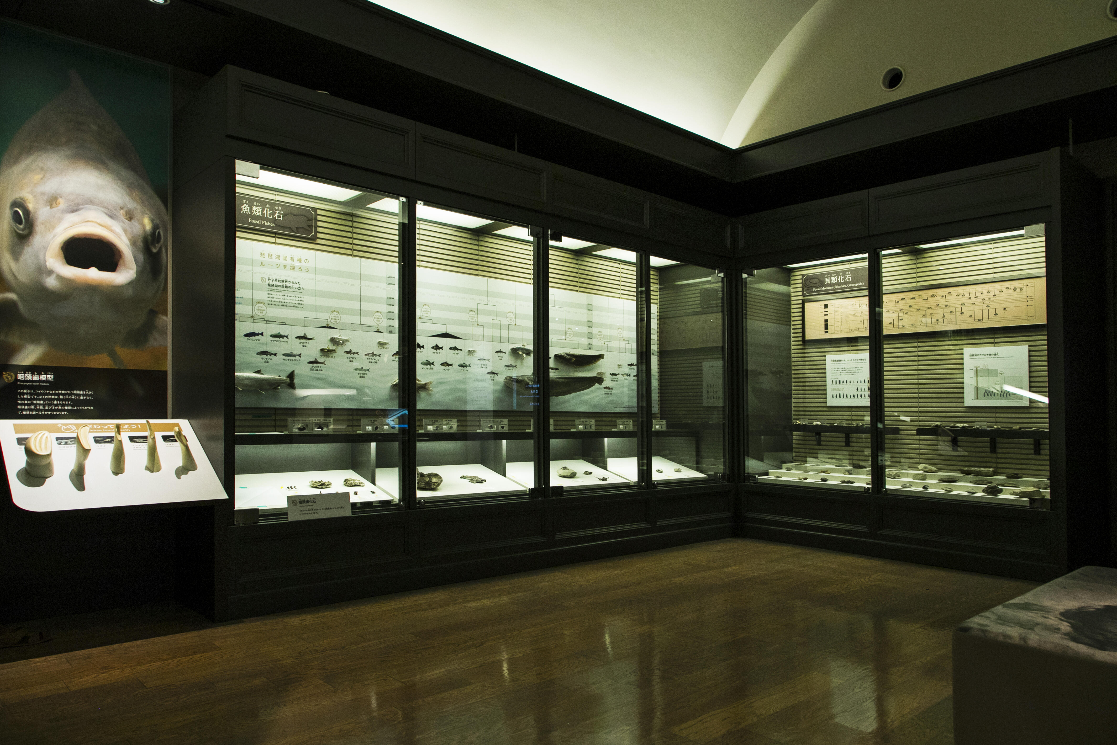 魚化石または研究室机