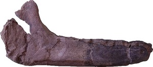 大分県の安心院(あじむ)地域から発見された 約３５０万年前のサイの化石を報告しました
