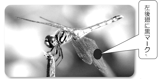 20190927_dragonfly-photo1.png