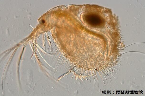 ミクロの世界へ 滋賀県立琵琶湖博物館