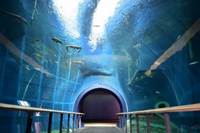 琵琶湖博物館「トンネル水槽」再開します！