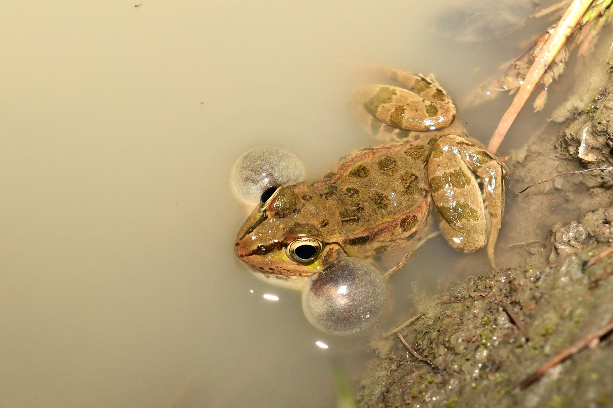 おうちミュージアム 滋賀県立琵琶湖博物館