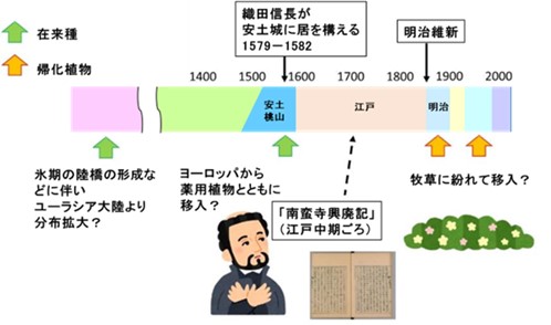 図２_伊吹山のイブキノエンドウの起源として想定される複数の可能性.jpg