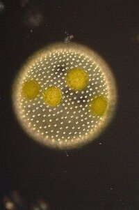 微生物画像2.jpg
