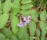 　織田信長の薬草園の謎：伊吹山の希少植物イブキノエンドウは日本の在来種であることを明らかにしました