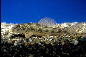 コイ科魚類の一種「ツチフキ」日本で初繁殖認定　これを記念して、琵琶湖博物館生まれのツチフキのトピック展示の開催決定