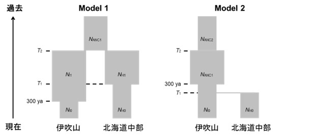 図4_伊吹山と日本のイブキノエンドウの分岐時期の推定とし作成される2種のモデル.jpg