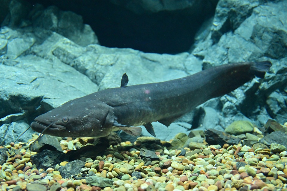 DSC_6305a.JPG