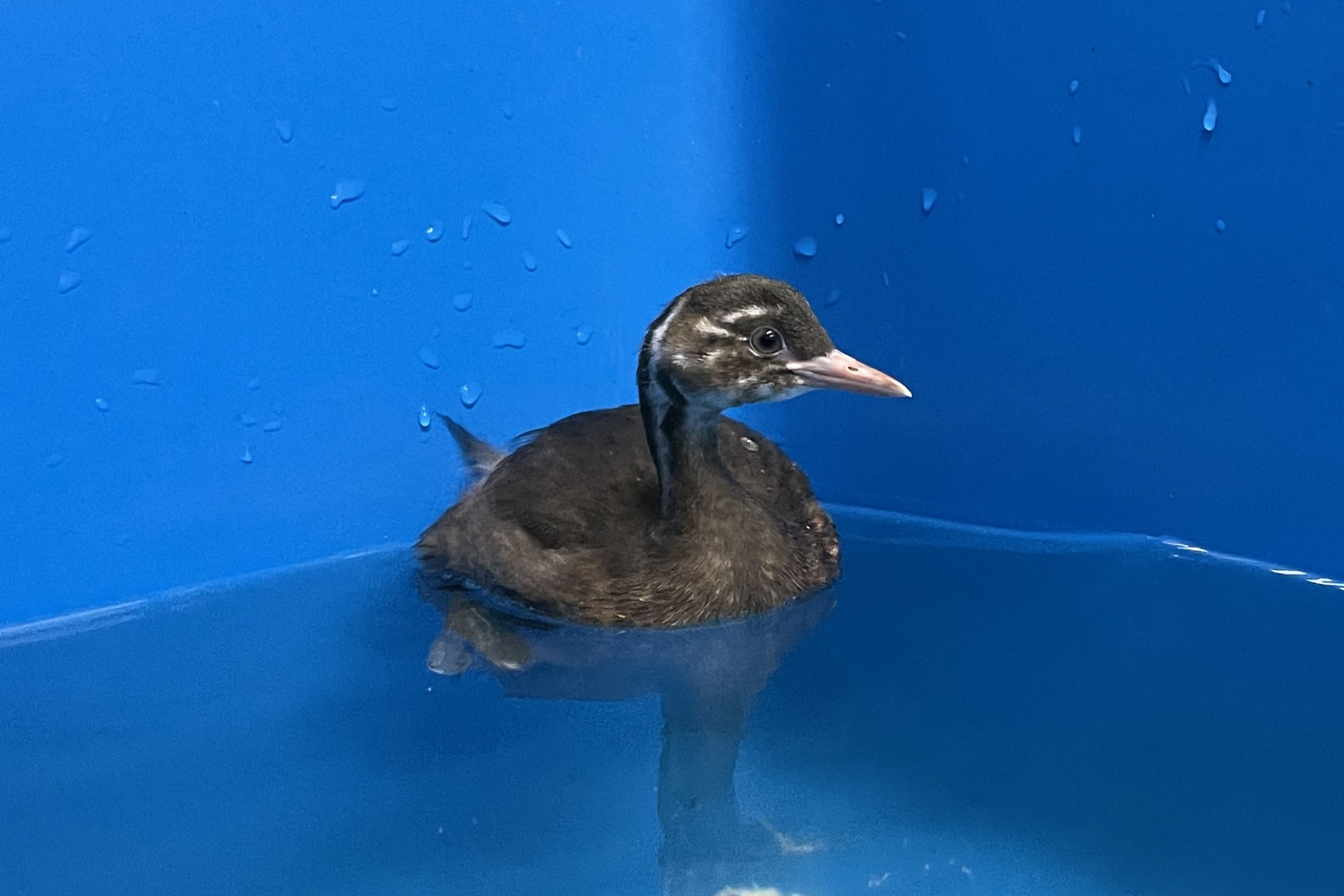 琵琶湖博物館でカイツブリの人工育雛に初めて成功 | 滋賀県立琵琶湖博物館