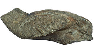 ゾウの歯の化石