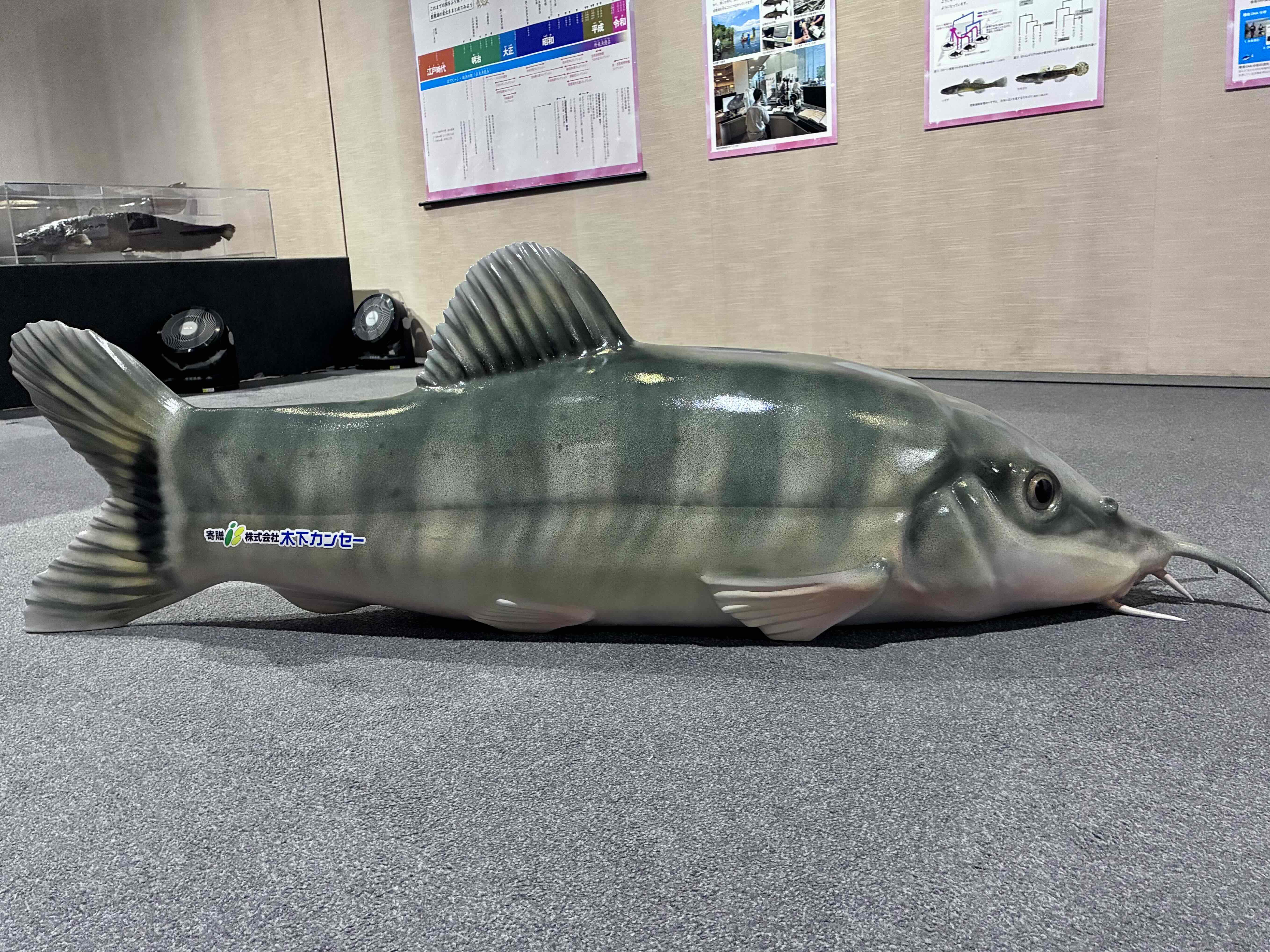 アユモドキベンチ.JPG
