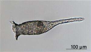 琵琶湖の殻を持つアメーバ　ビワコツボカムリが 103年ぶりに再記載され、証拠標本が寄贈されました.