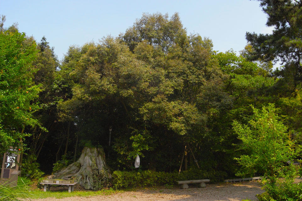 縄文弥生の森