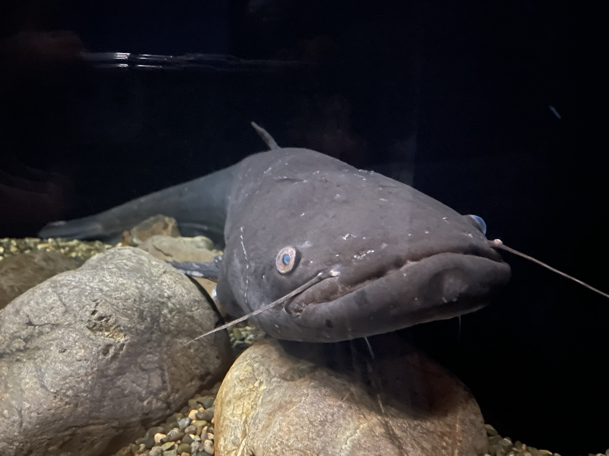 水族展示室 | 滋賀県立琵琶湖博物館