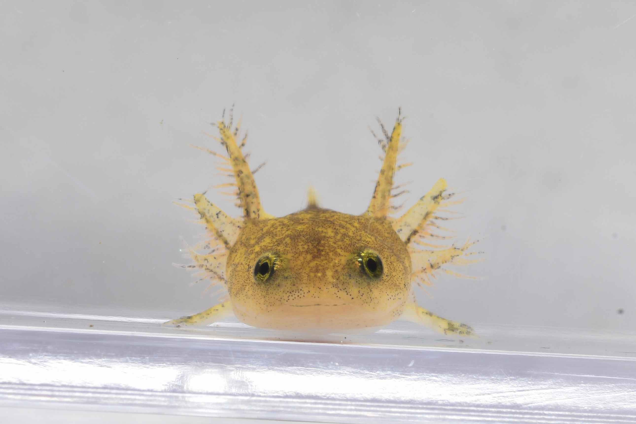 サンショウウオ ※取引中 水族トピック展示 「里山のヨウセイ ヤマトサンショウウオの幼体」 を